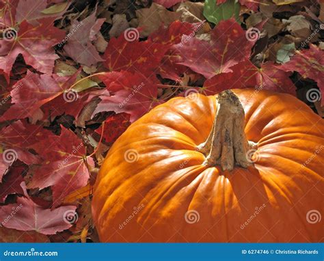 Pumpkin Surrounded By Colorful Leaves Stock Photo Image Of Halloween