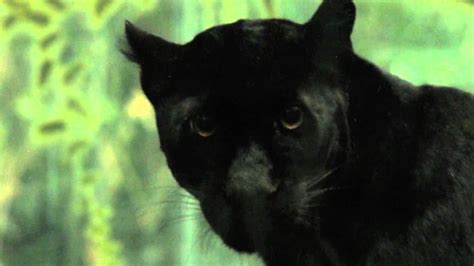Bronx park 2300 southern boulevard. Black Panther At Bronx Zoo - YouTube