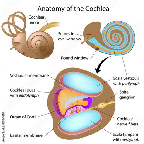 Cross Section Of Cochlea Labeled