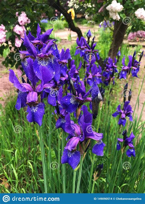 Beautiful Lilac Flowers Irises In The Garden Stock Photo Image Of