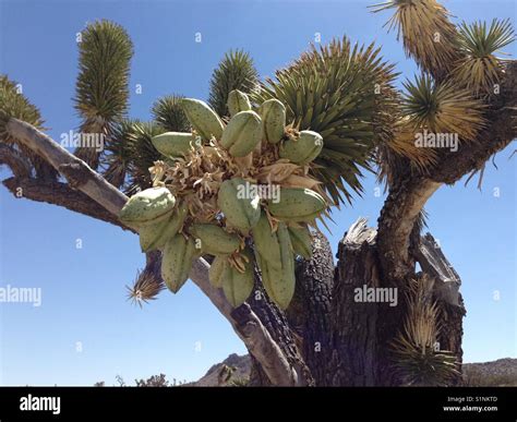 Fruit Of The Joshua Tree Stock Photo Alamy