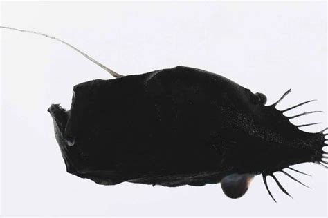 Ceratiidae Seadevils The Australian Museum