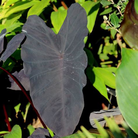 Many of our plants require warm temperatures. Buy taro Colocasia esculenta Black Magic: £17.99 Delivery ...