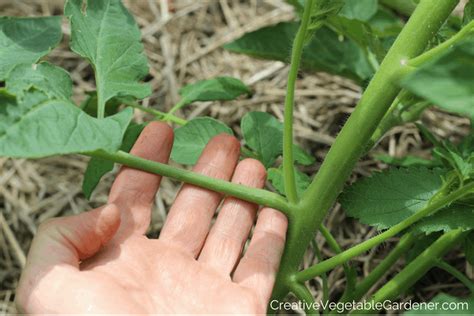 Creative Vegetable Gardenerhow To Prune Your Tomato Plants Like An