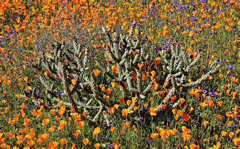 Cactus Poppies And Bluebells Photograph By Glenn Mccarthy Art And