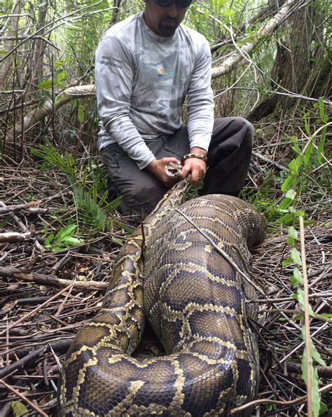 Snakes Alive 31 Pound Burmese Python Devours 35 Pound White Tailed