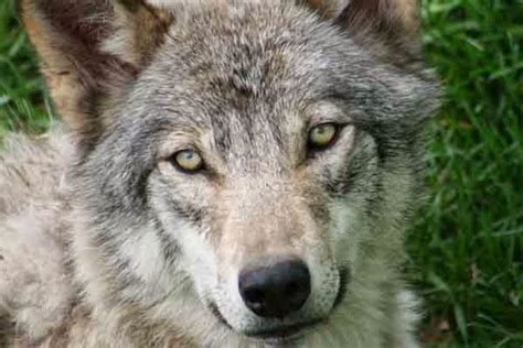 White Wolf California Considers Protecting Rare Gray Wolf