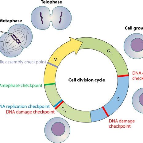 The different phases of a cell cycle include: Cell cycle checkpoint pathways impinging upon the cell ...