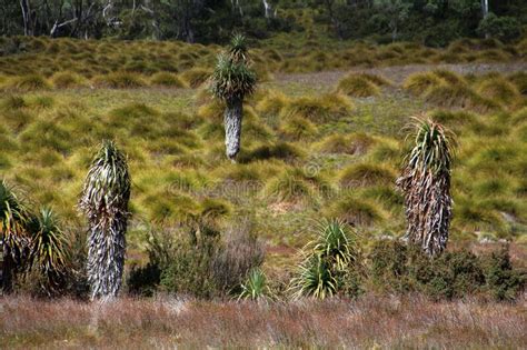Giant Grass Tree In The Cradle Mountain Tasmania Australia Stock