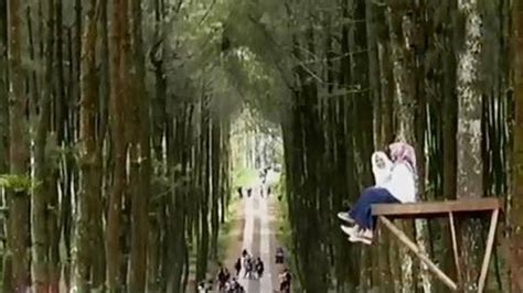 Video Berburu Selfie Di Hutan Pinus Lereng Merbabu Tv