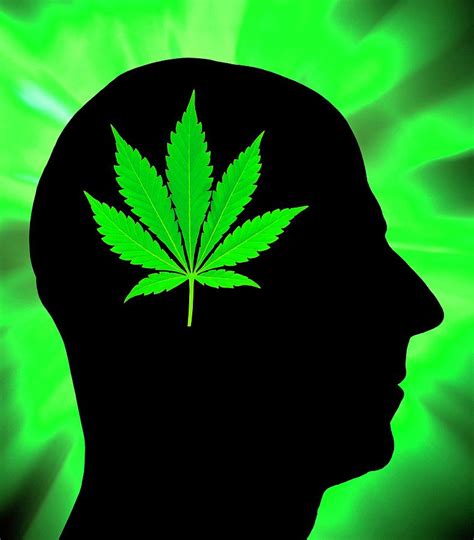 Effects Of Cannabis Psychology Wiki Fandom