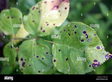 Fungal Leaf Spot High Resolution Stock Photography And Images Alamy