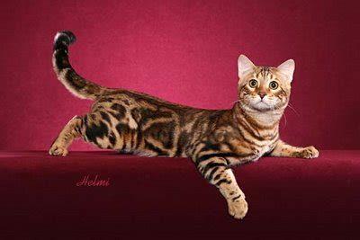 They love to play, are constantly moving around and love to be busy. Bengal Cat Adoption Los Angeles - Baby Kitten Having A ...