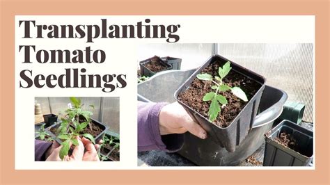 How To Transplant Tomato Seedlings Youtube