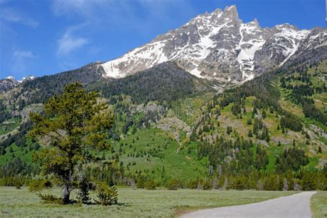 Snow Capped Mountains And Green Trees In Yellowstone National Park