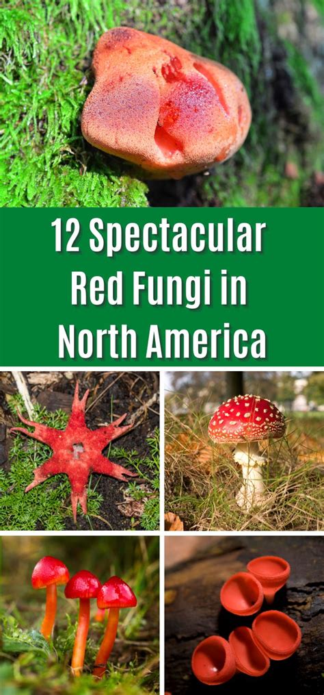 12 Spectacular Red Fungi In North America Mushroom Appreciation