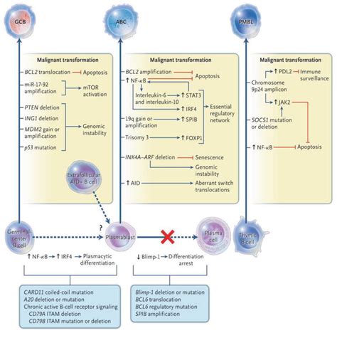 B Cell Lymphomagenesis Intechopen