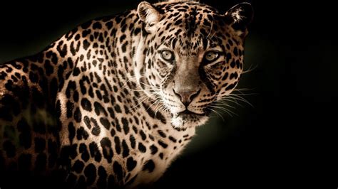 Leopard 4k Wallpapers Top Free Leopard 4k Backgrounds Wallpaperaccess
