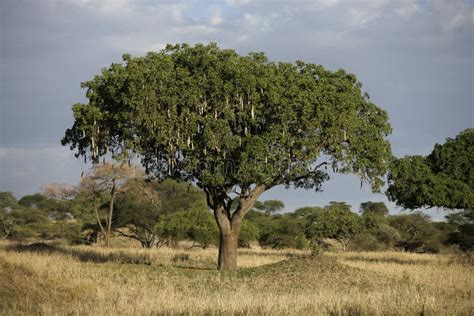 Sausage Tree Kigelia Pinnata Stock Image Image Of Africa Flora