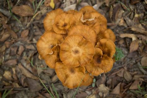 East Texas Is The Last Frontier For Mushroom Hunters