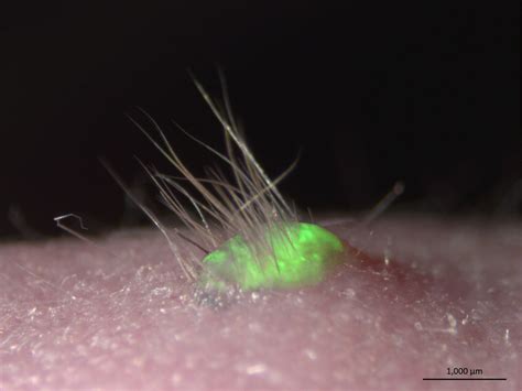 Mouse Skin Complete With Fur Grown In Lab Popular Science