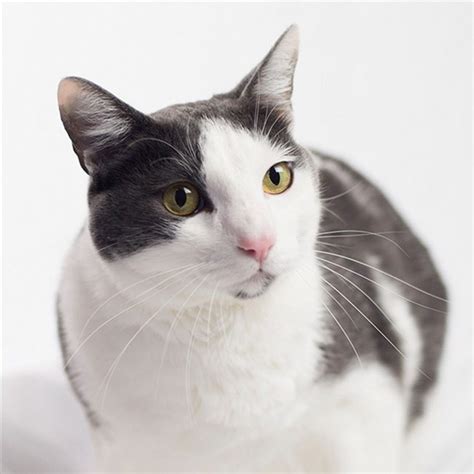 Photo Of A Golden Eyed Bicolor Cat