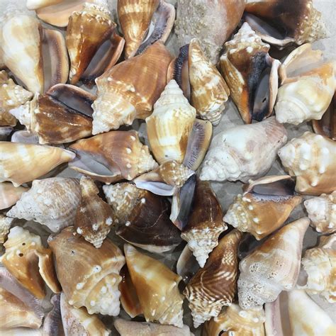 Sanibel Island Florida Fighting Conch Sanibel Shell Craft Etsy