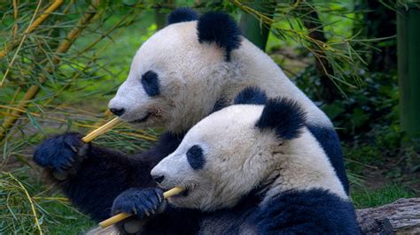 Kostenlose Bilder Pandabären