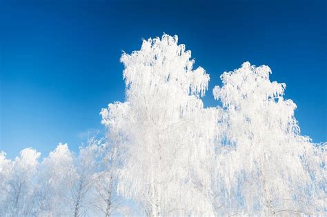Trees In Hoarfrost Against The Blue Sky Stock Photo Image Of Color
