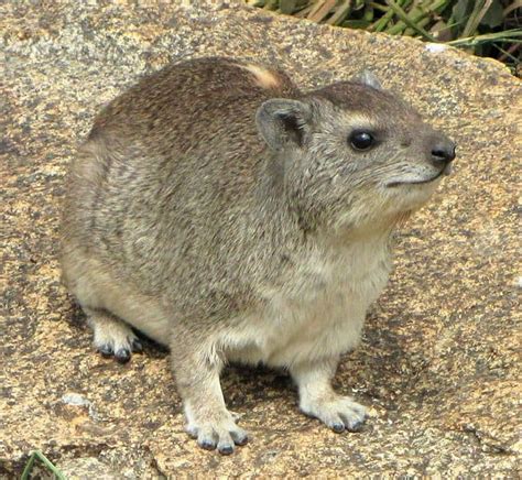 Rock Hyrax Animal Facts Procavia Capensis A Z Animals