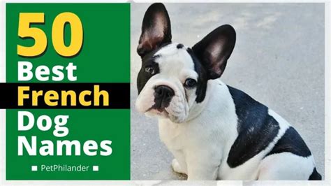 Ppt Top 50 Best French Dog Names With Meaning 2021 Unique Dog Names