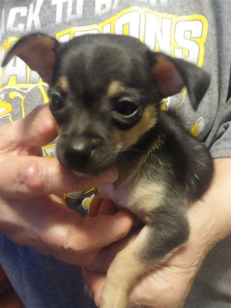 Buy and sell on gumtree australia today! Chihuahua Puppies For Sale | Uniontown, PA #301274