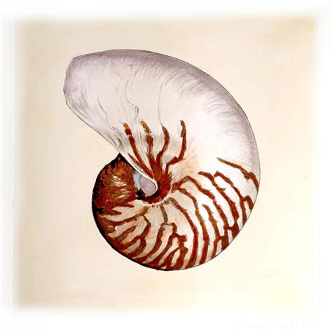 Nautilus Shell Sketch At Explore Collection Of