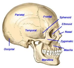 2.1 bones of the shoulder girdle 2.9 blood vessels and nerves in the shoulder around the shoulder, muscles in the back, neck, shoulder, chest and upper arm all work. Neck pain? Your jaw may be the culprit - PhysioCare PT