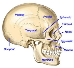 Simple structure of the clavicle. Neck pain? Your jaw may be the culprit - PhysioCare PT