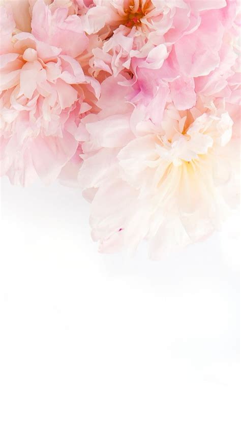 Flower background iphone - SF Wallpaper
