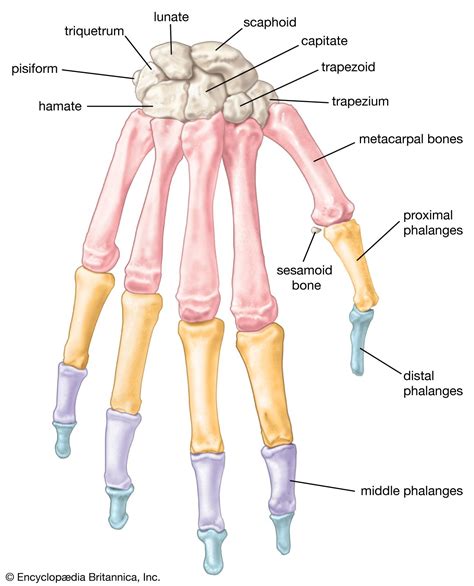 Hand Definition Anatomy Bones Diagram And Facts Britannica