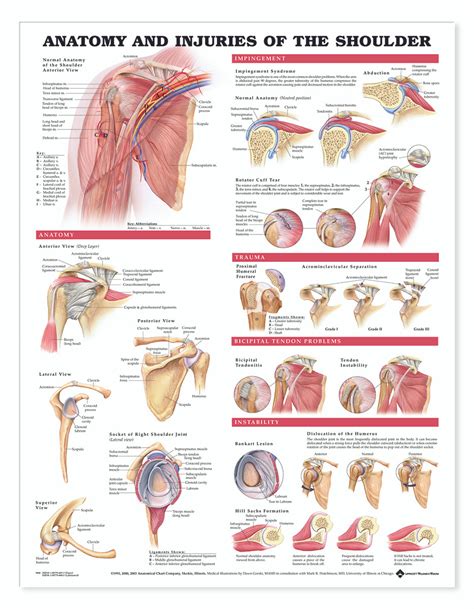 Reference Chart Anatomy And Injuries Of The Shoulder