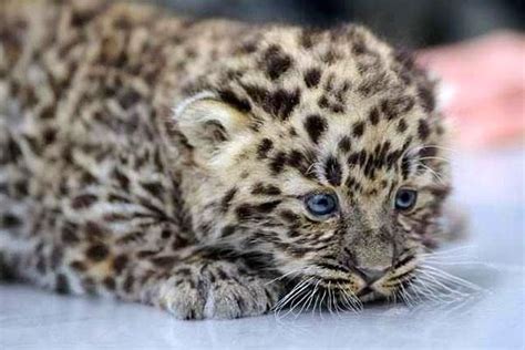 Amur Leopard Baby So Cute Animals Beautiful Cute Animals