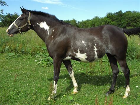 Among the horses, there was this one horse with the ability to make the heads turn regardless of the event they are in. Choosing the Perfect Paint Horse Names