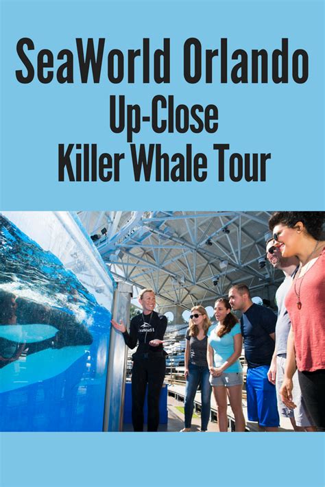 Seaworld Orlando Tour Gives Up Close Look At Parks Killer Whales