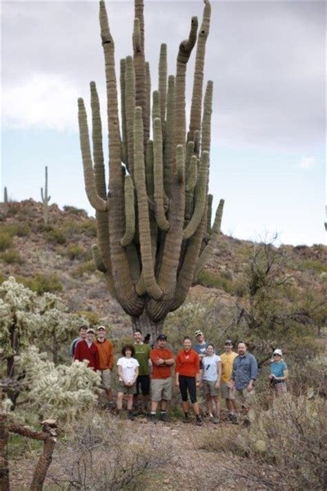 Giant Saguaro Cactus Aoa Blog Phoenix Hiking Tours Guided Mountain