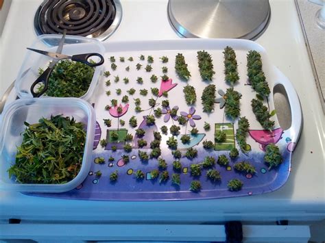 First Grow Pc Case Cbd Crew Critical Mass Harvest Rmicrogrowery