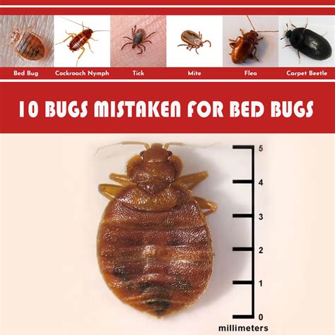 Bed Bugs Info Archives Bed Bug Detected