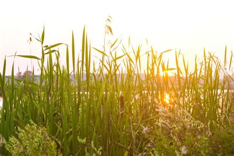 The Reed In The Evening Stock Photo Image Of Grass Green 31360236
