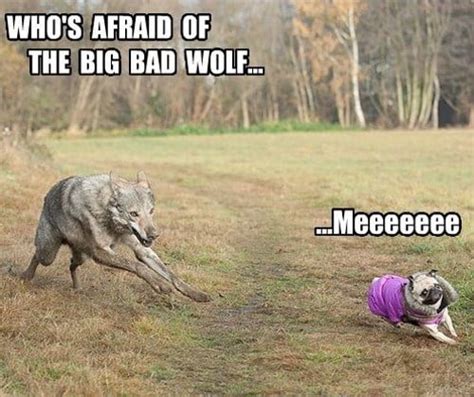 31 Dog Memes Wolf Factory Memes