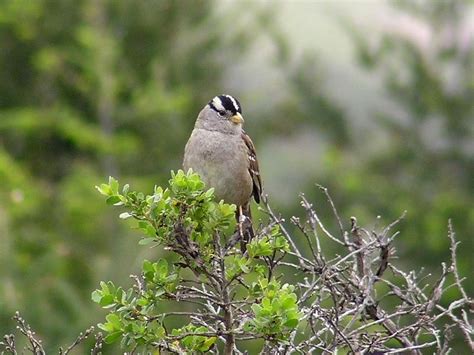 Habitat Succession Effects On Nesting White Crowned Sparrows Us