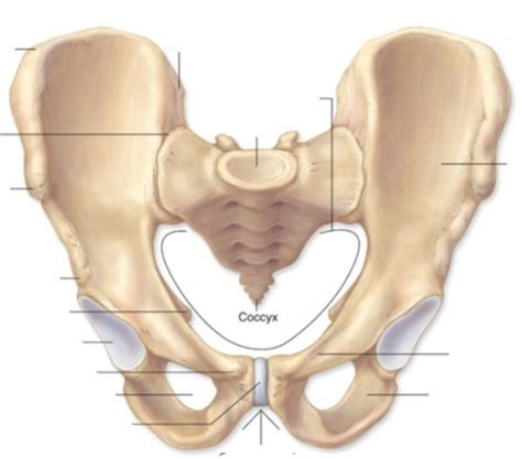 Biol Labex Pelvic Girdle Pelvis Diagram Quizlet The Best Porn Website