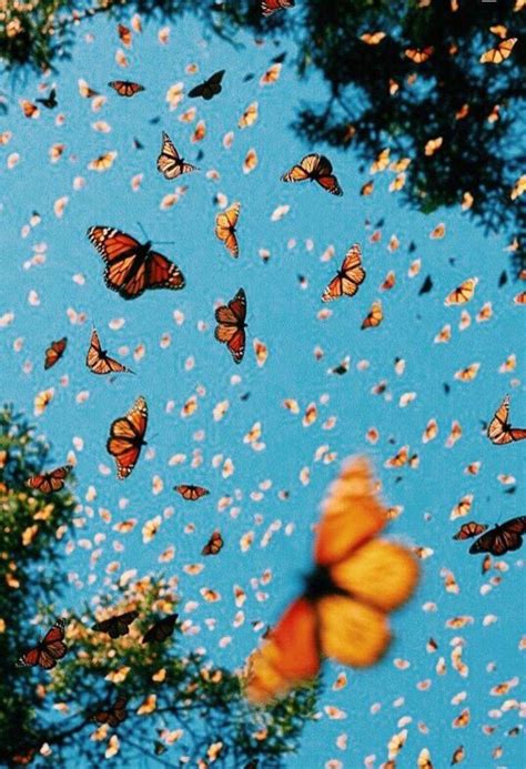 Laptop Backgrounds Aesthetic Butterfly : 40 Aesthetic Butterfly Android