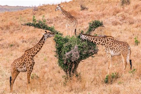 Giraffen Tiere Safari Kostenloses Foto Auf Pixabay